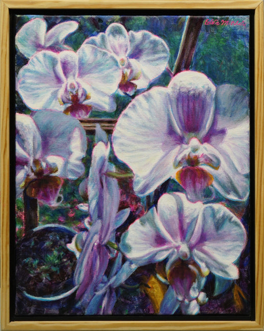 Orchids in the Morning Light