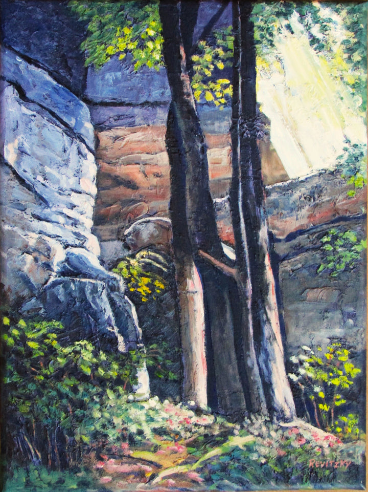 Light in the Forest