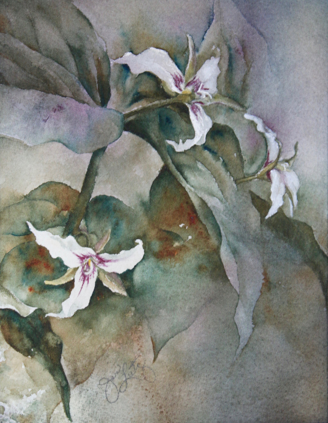 Painted Trillium Trio