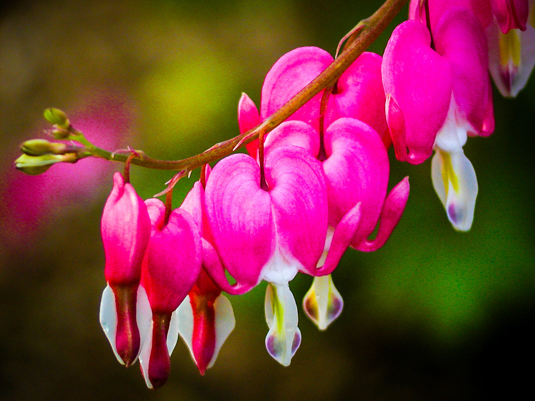 Bleeding Hearts