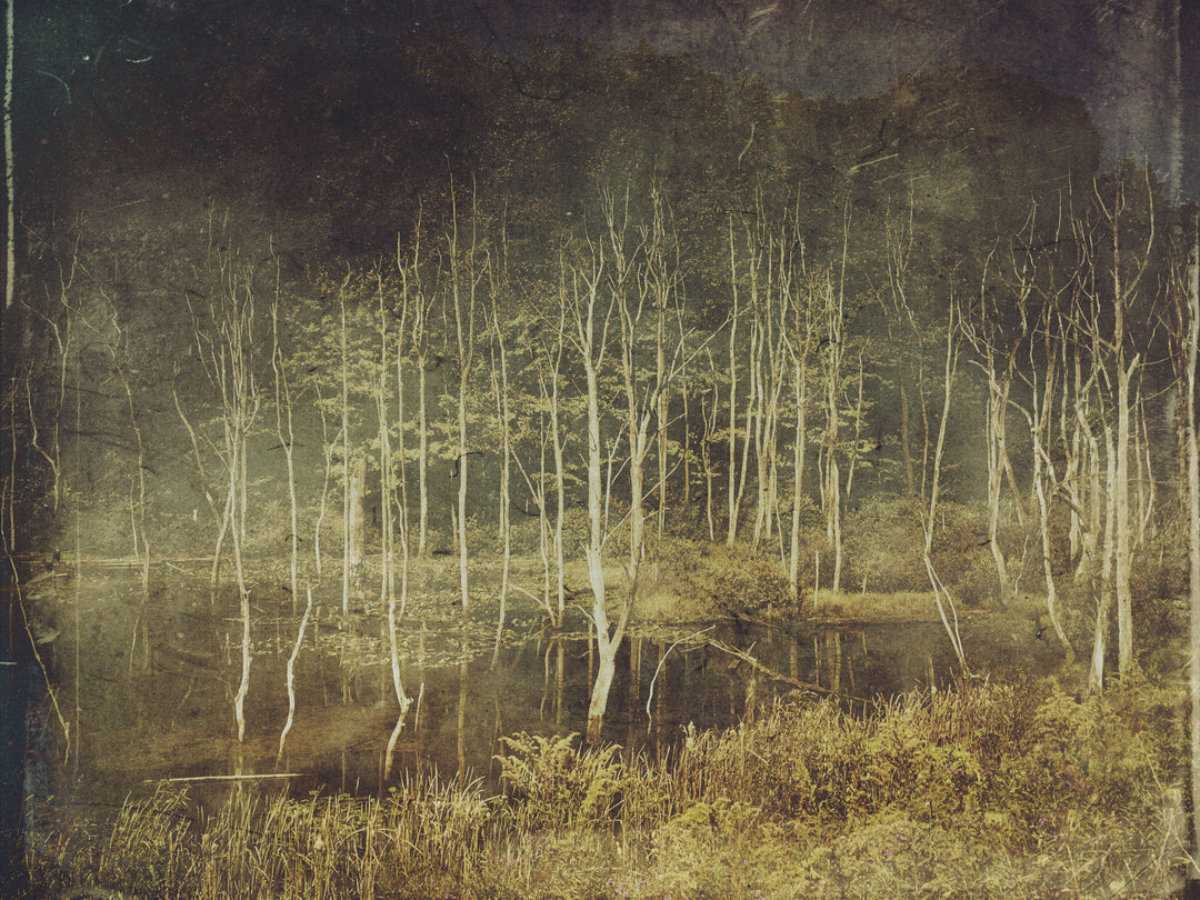 Delicate Existence: Pymatuning State Park