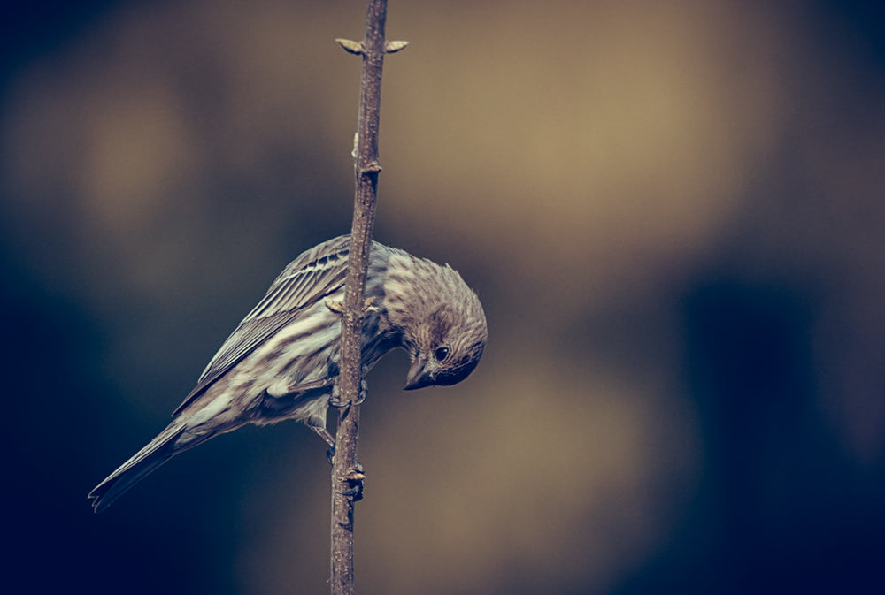 Perched Aside