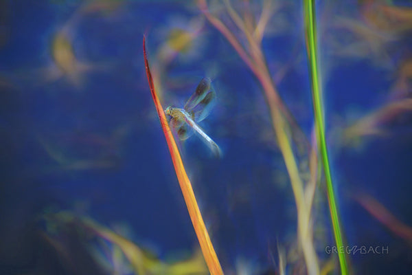 Dragonfly Blues