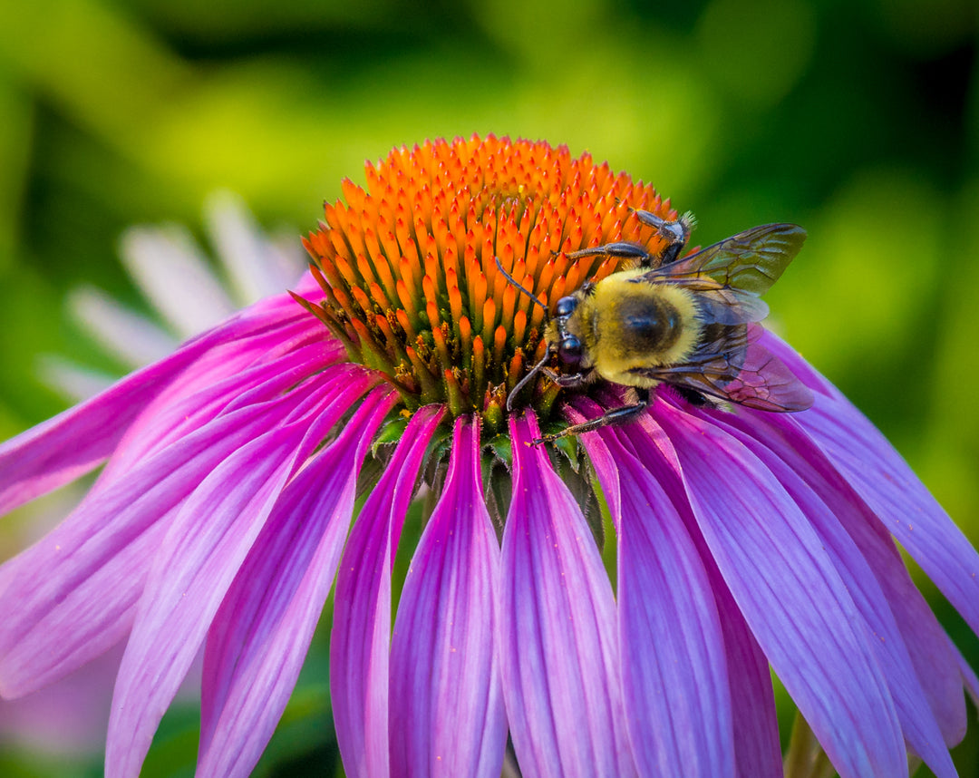 Bee on Flower