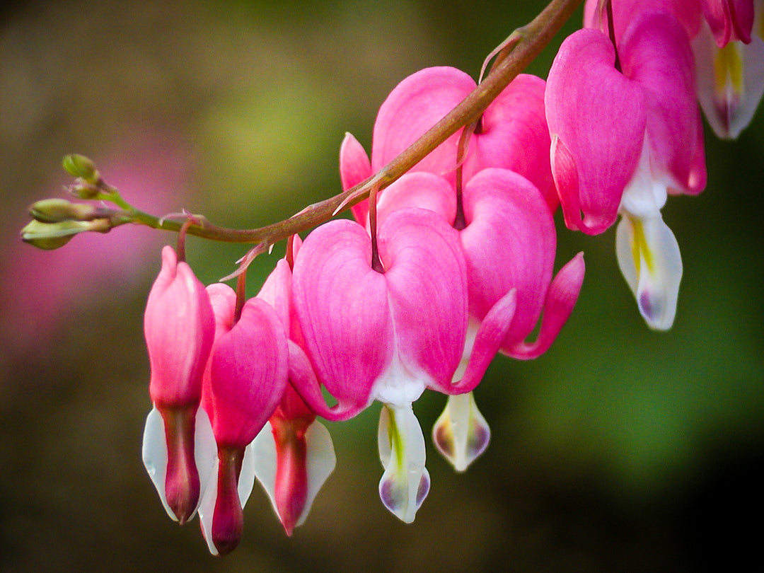 Bleeding Hearts