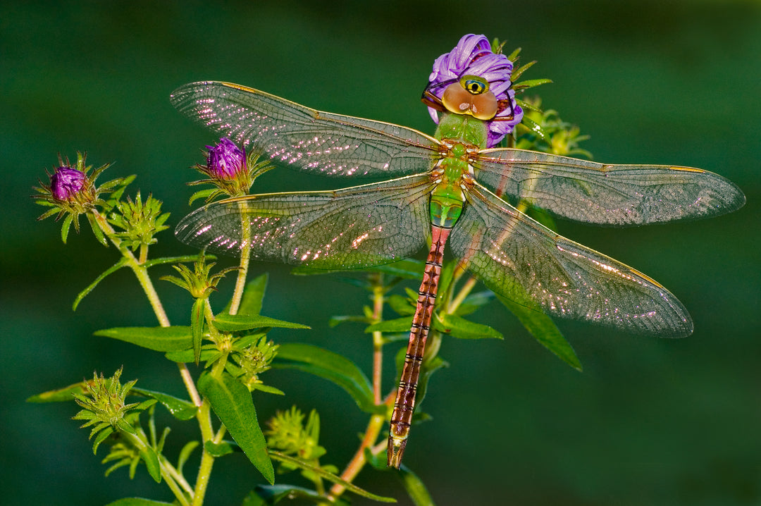 Dragonfly on Aster