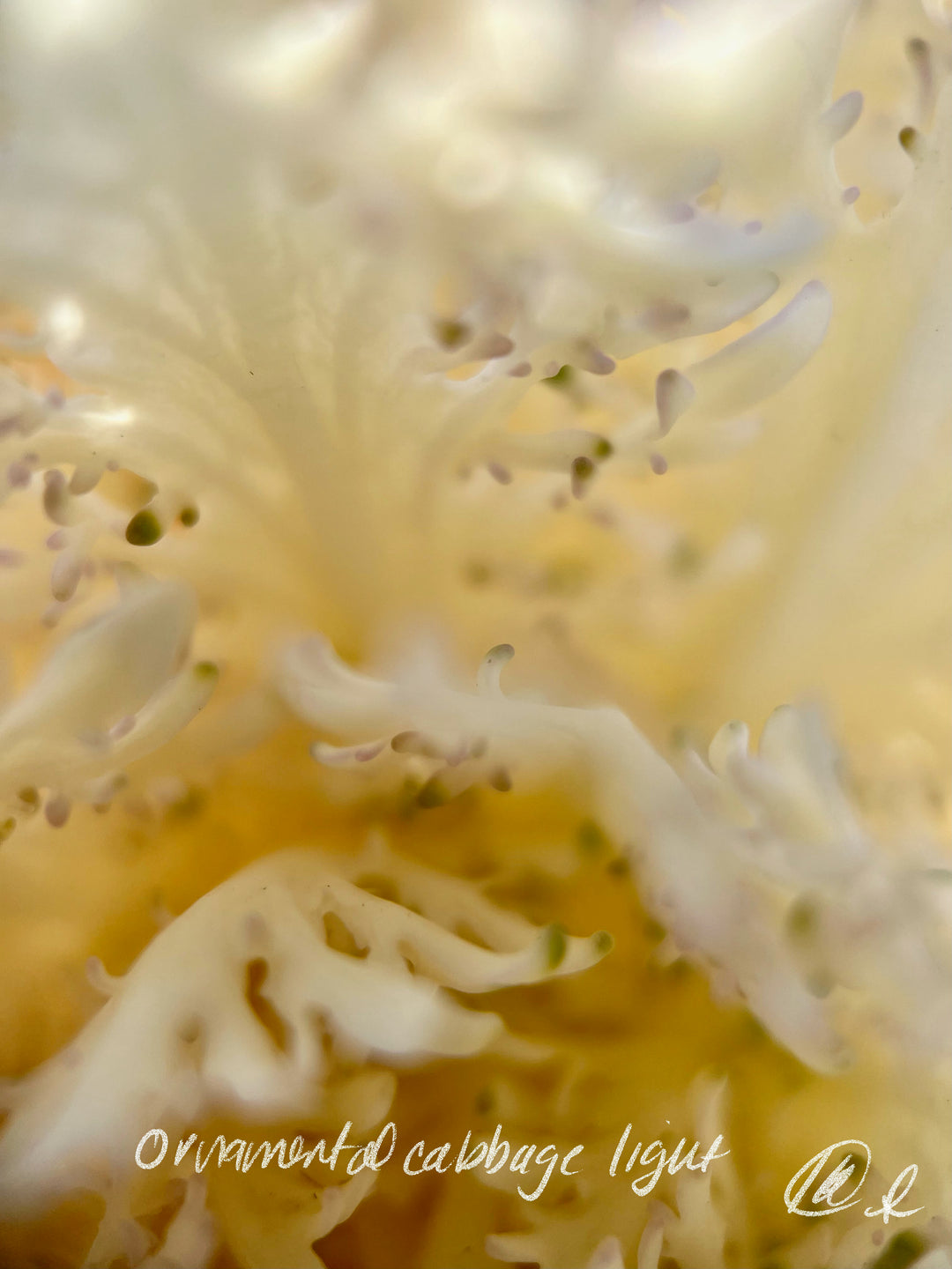 Ornamental Cabbage Light