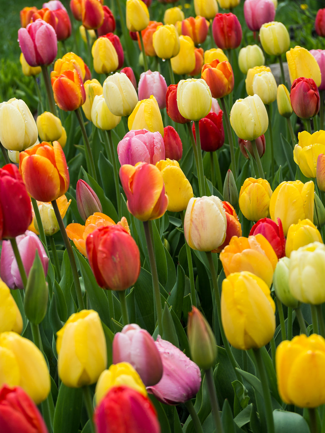 Tulips