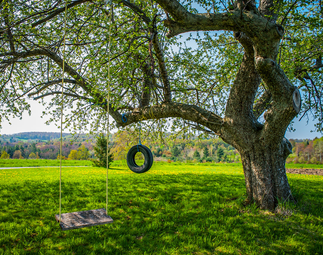 Under the Apple Tree