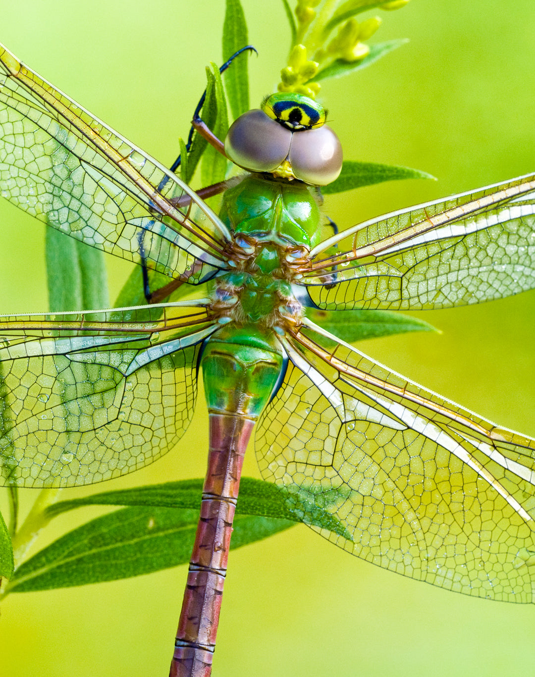 Green Dragonfly