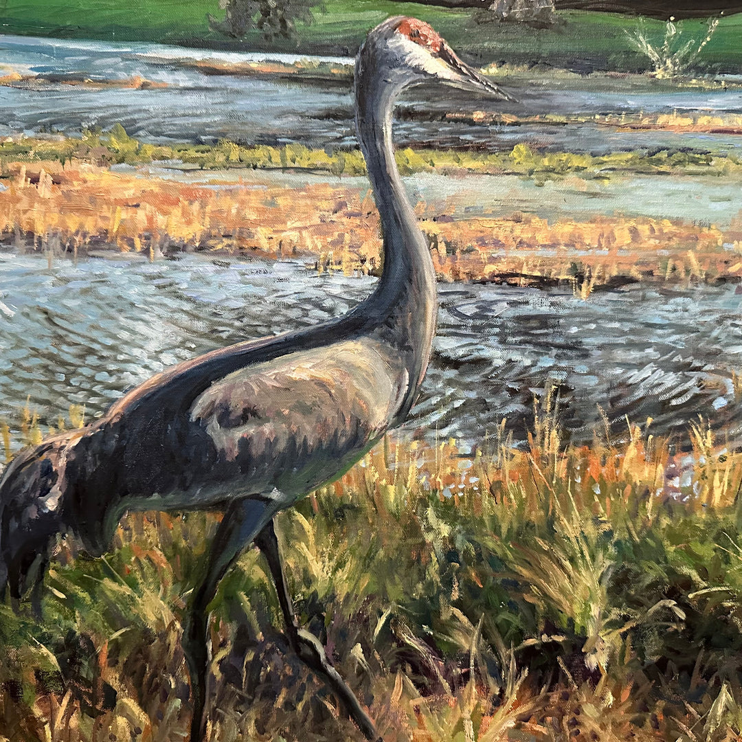 Sandhill Crane - D.P. Warner