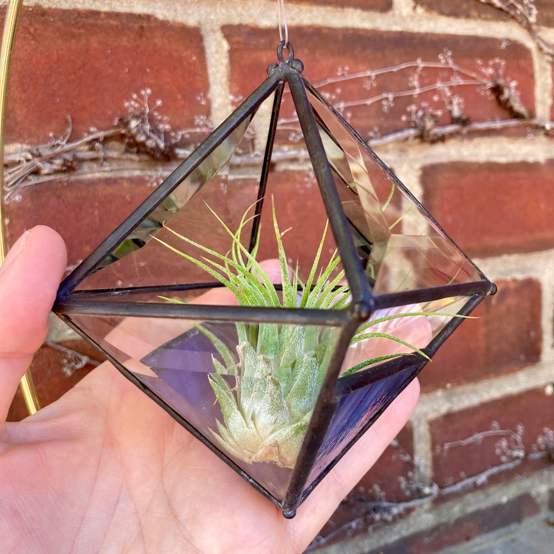 Hanging Pyramid Terrarium Purple