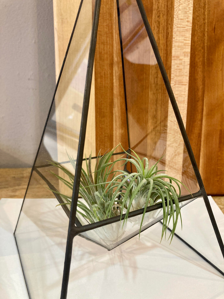 Large Tabletop Terrarium Planter