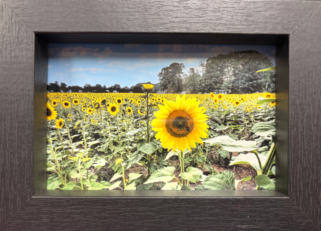 Sunflower Field