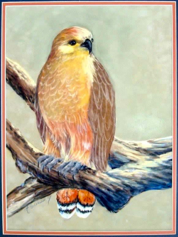 Hawk