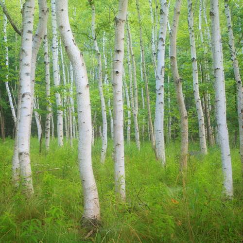 Zen Puzzle Small Acadia Birch