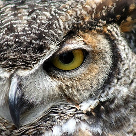 Zen Puzzle Teaser Great Horned Owl