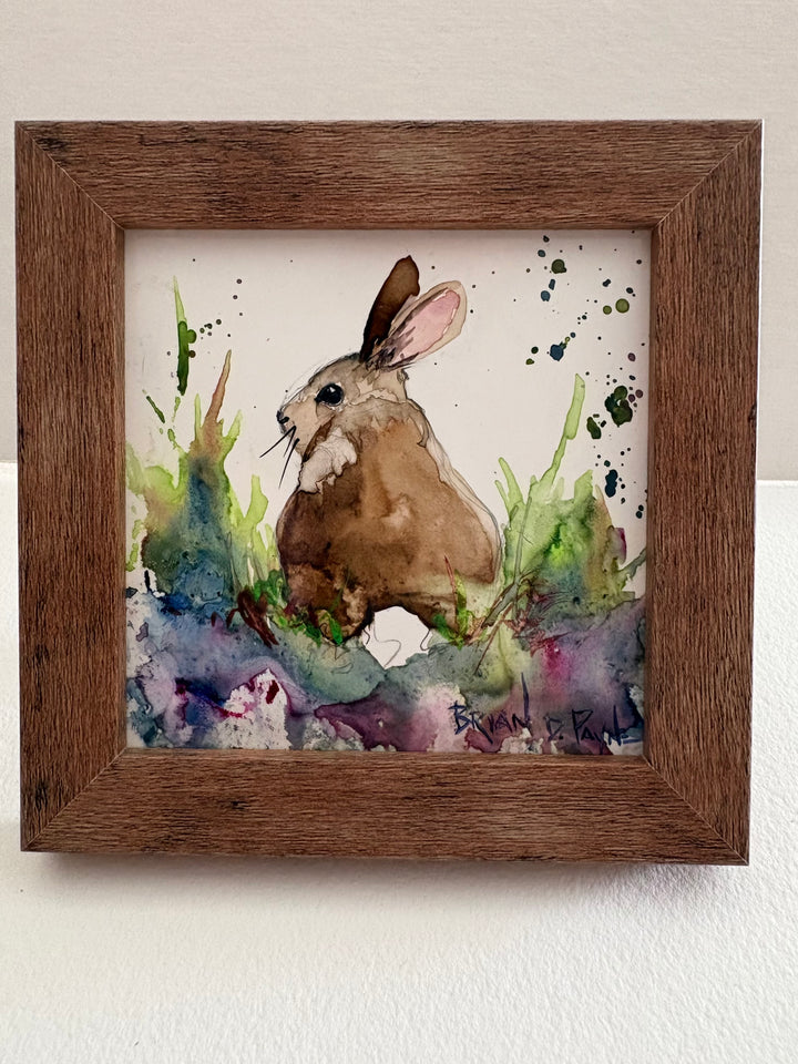 Bunny Rabbit in the Field