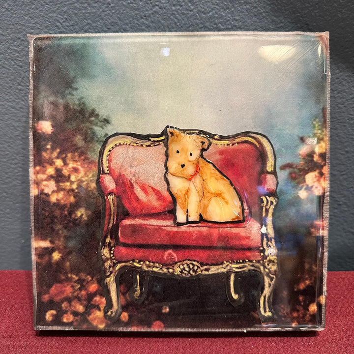 Brutus on Pink Chair