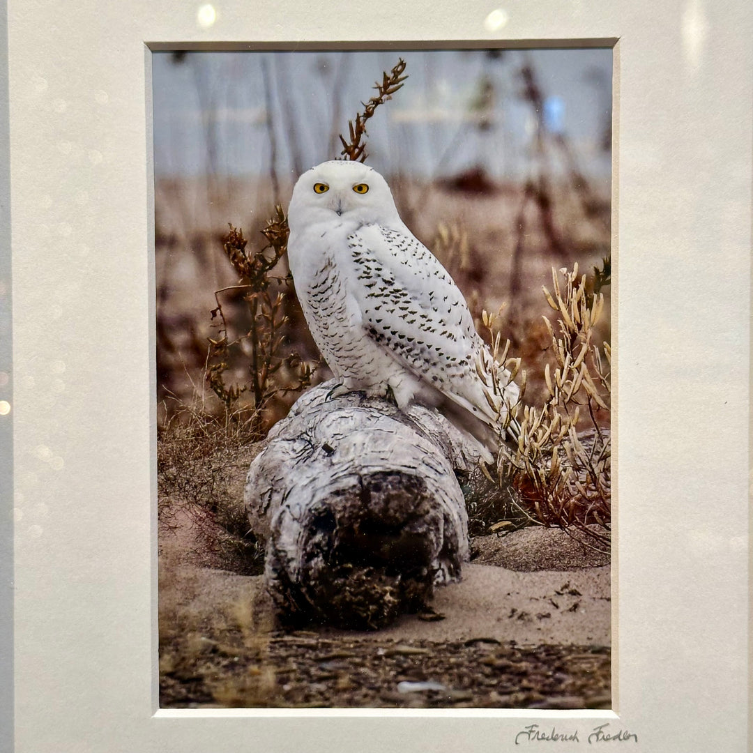 Snowy Owl (Presque Isle)