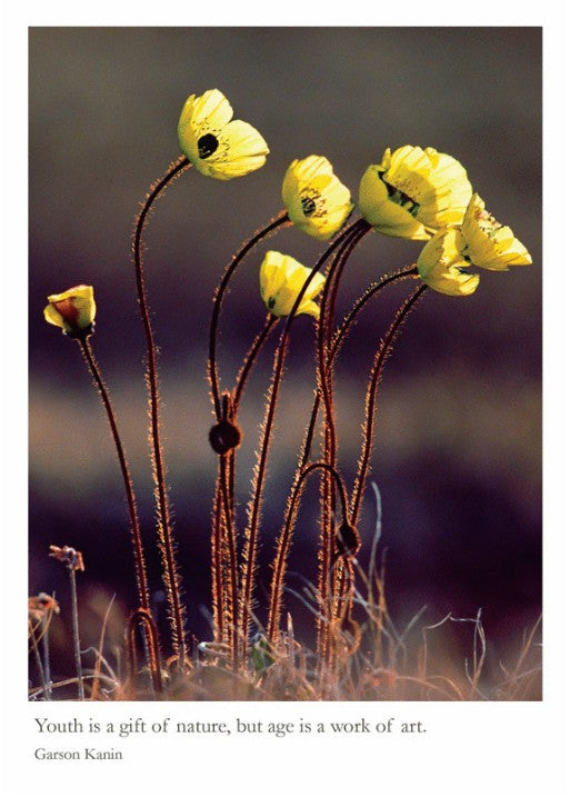 Birthday Card - Arctic Poppies