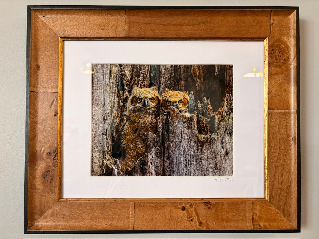 Baby Great Horned Owls