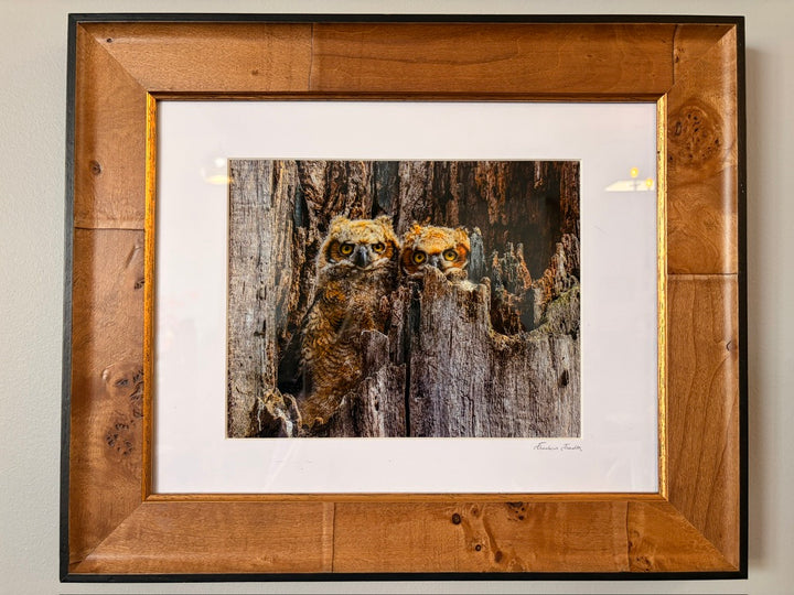 Baby Great Horned Owls