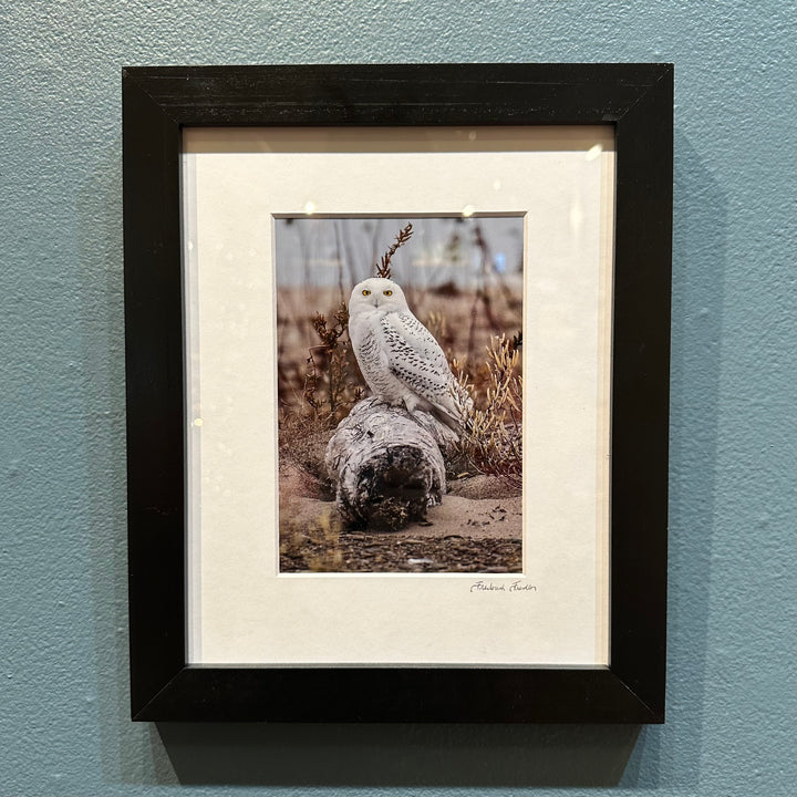 Snowy Owl (Presque Isle)
