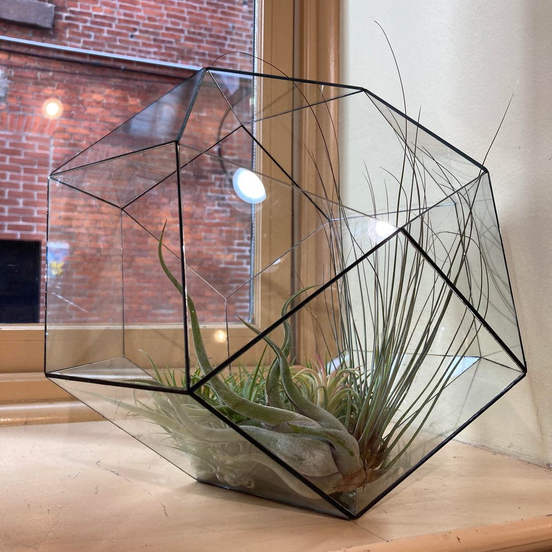 Geodesic Terrarium by John Vahanian