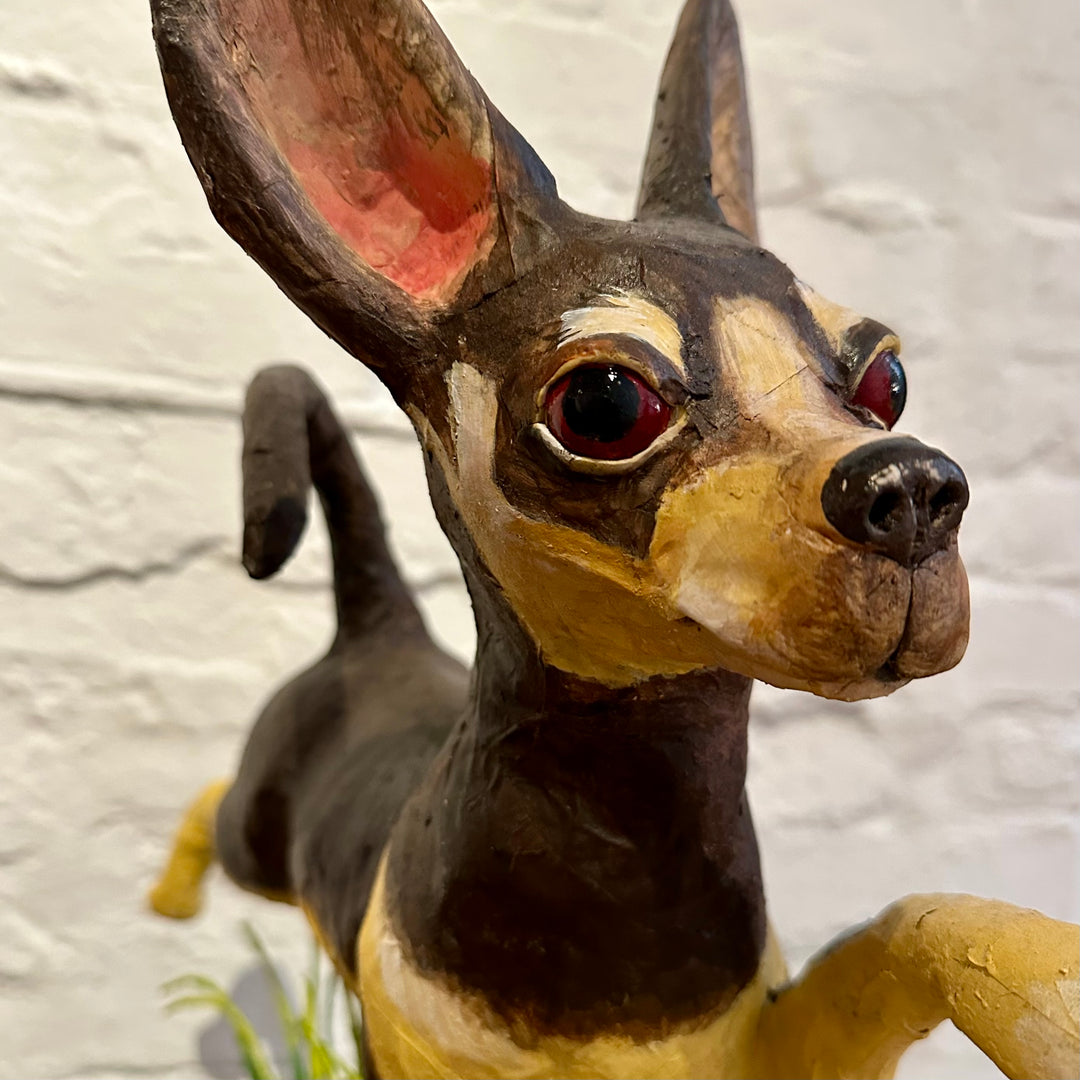 Chihuahua