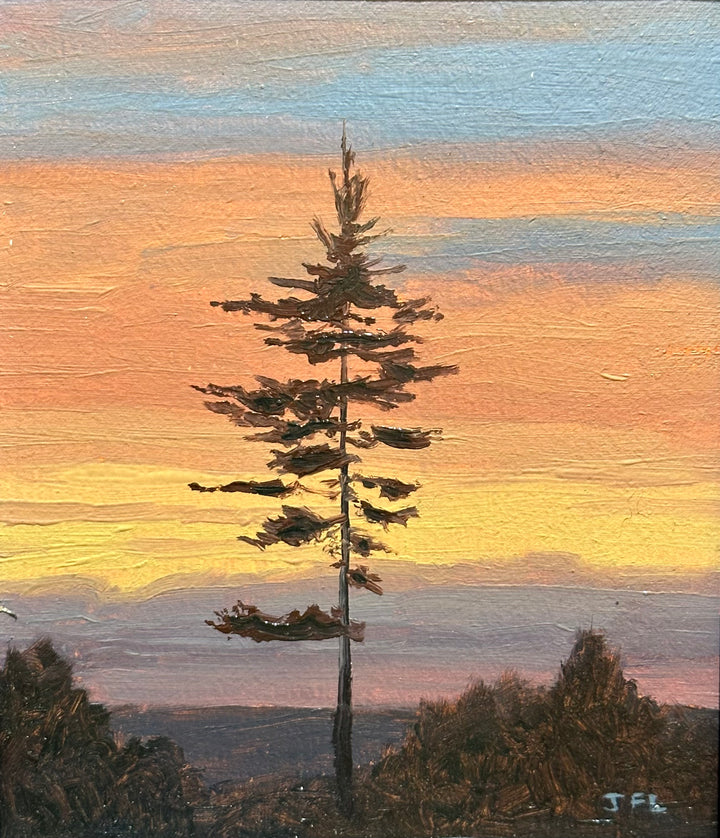 White Pine
