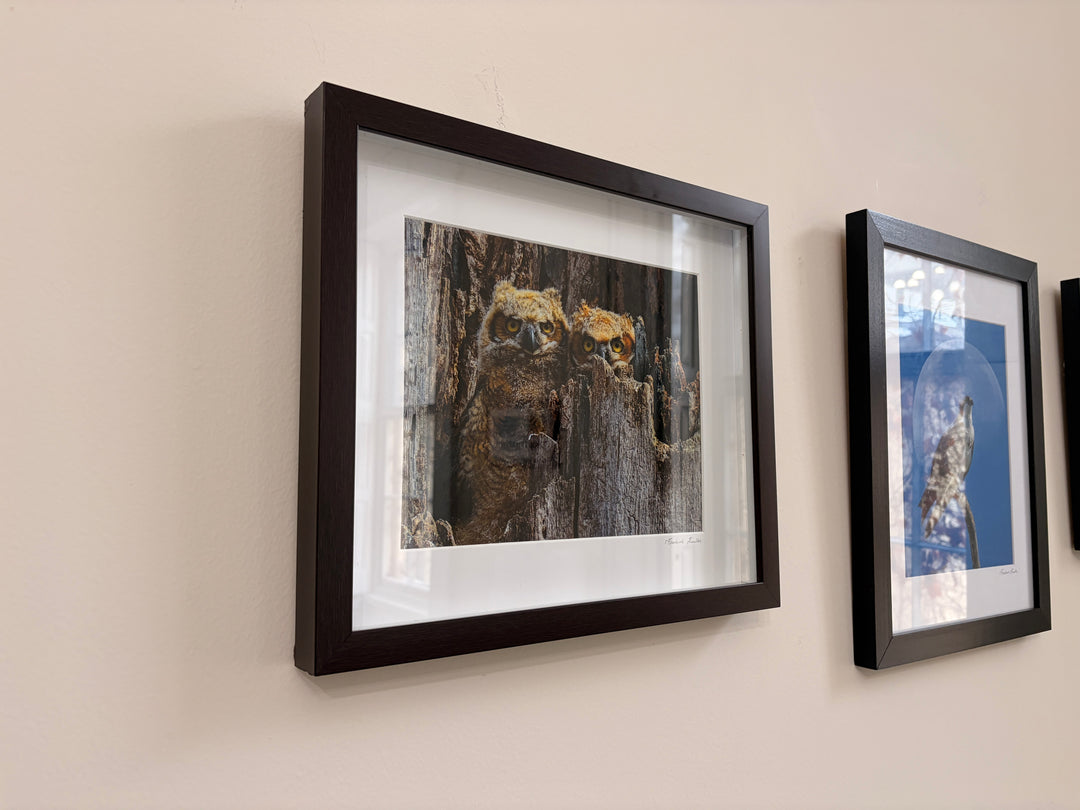 Baby Great Horned Owls