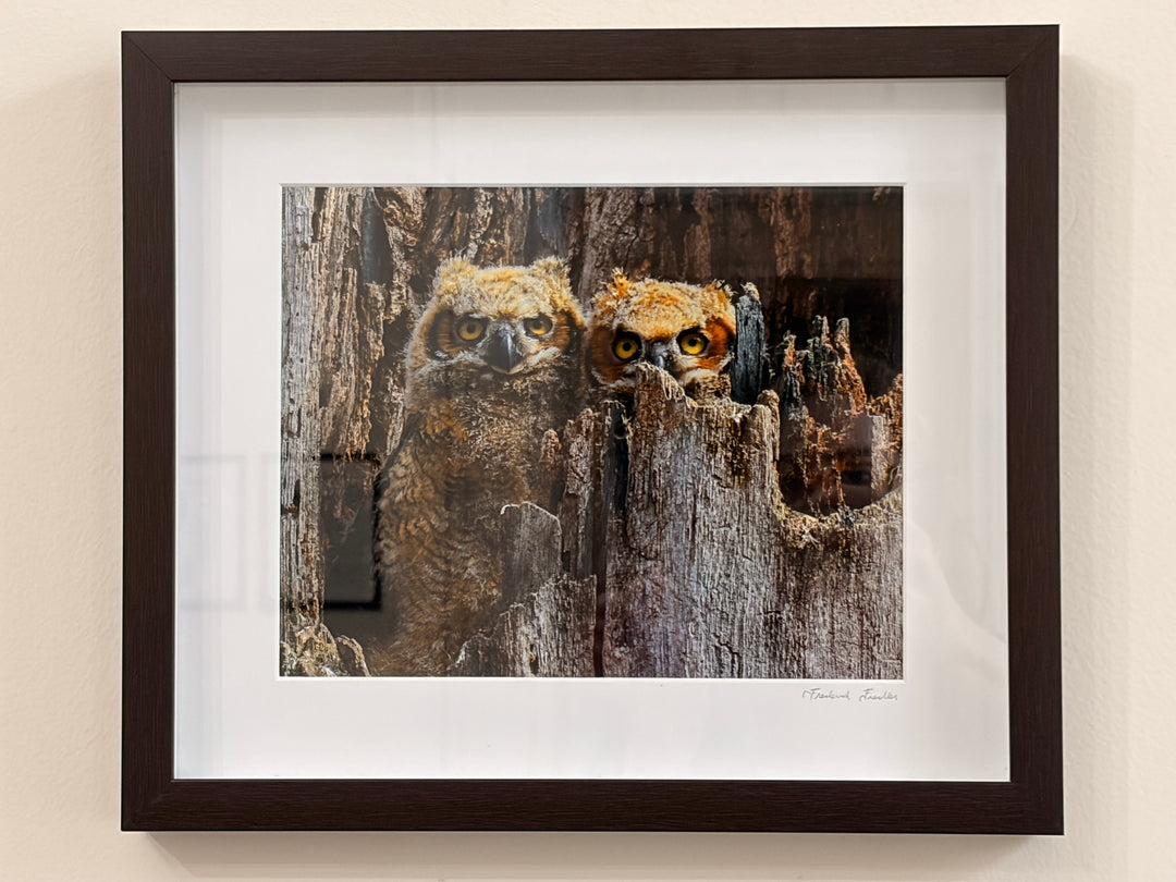 Baby Great Horned Owls