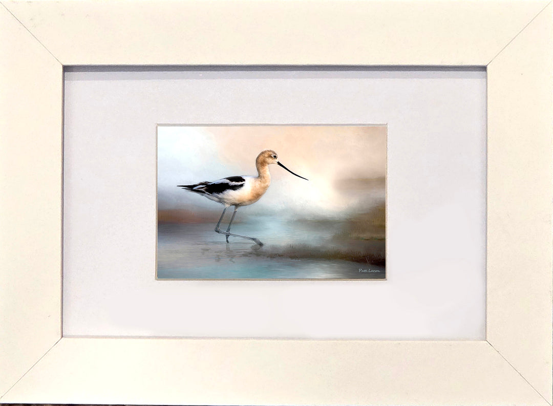 Elegant American Avocet