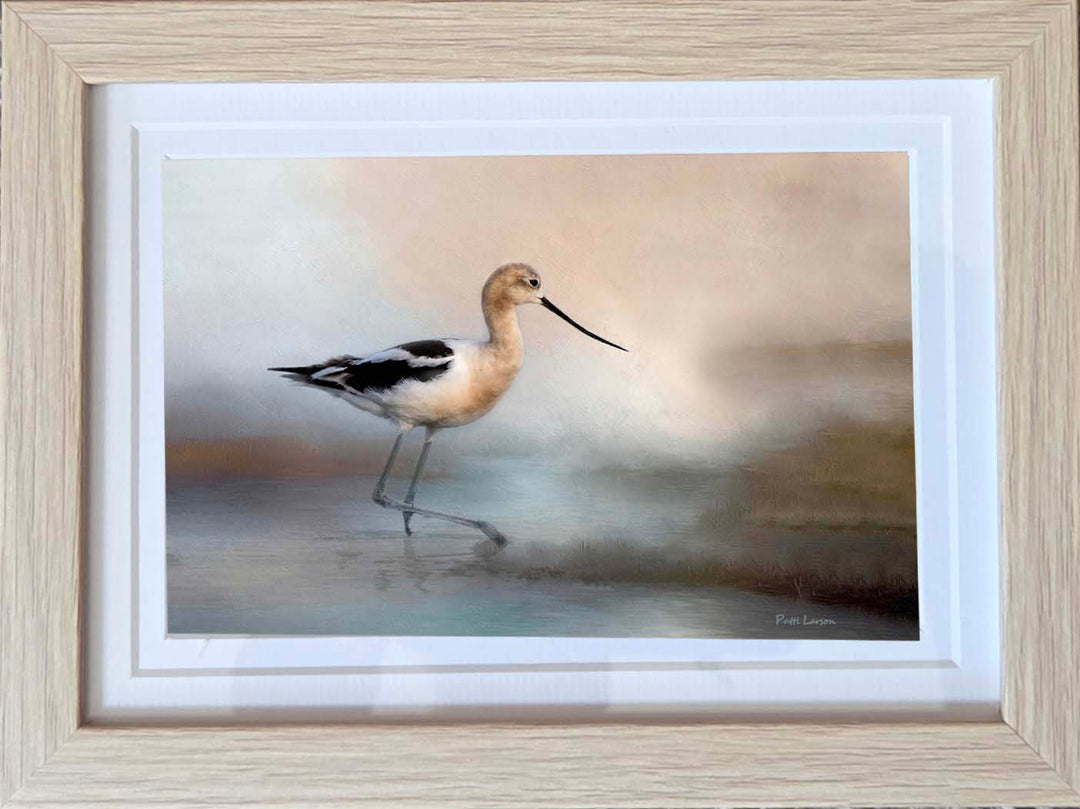 Elegant American Avocet
