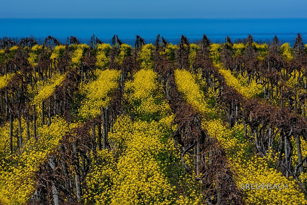 Vineyard Colors