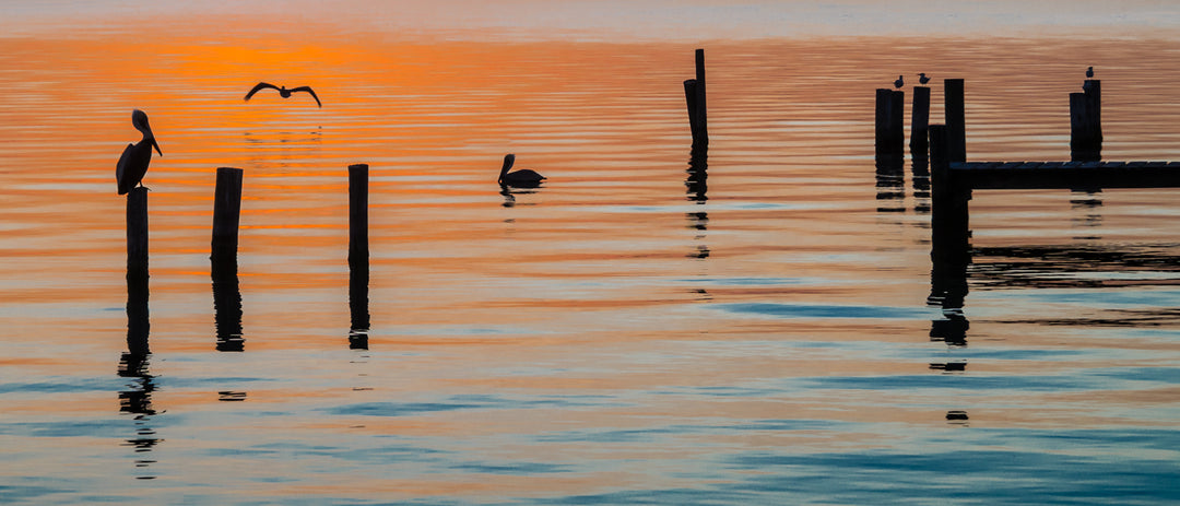 Sunset Silhouettes