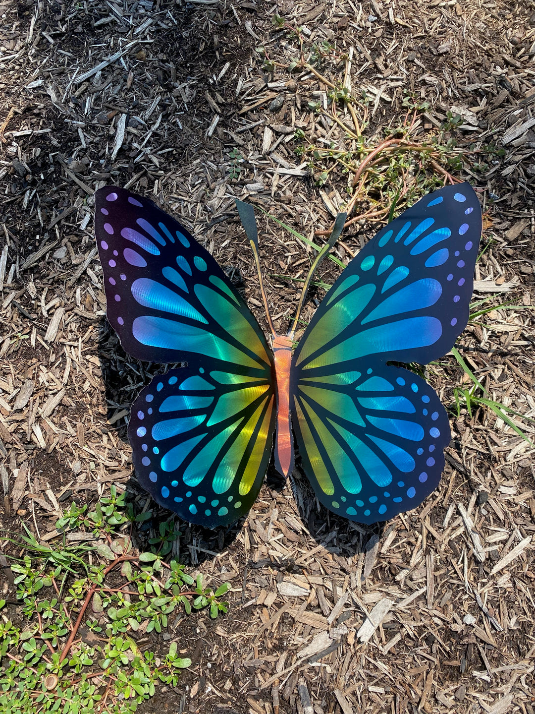 Blue Butterfly