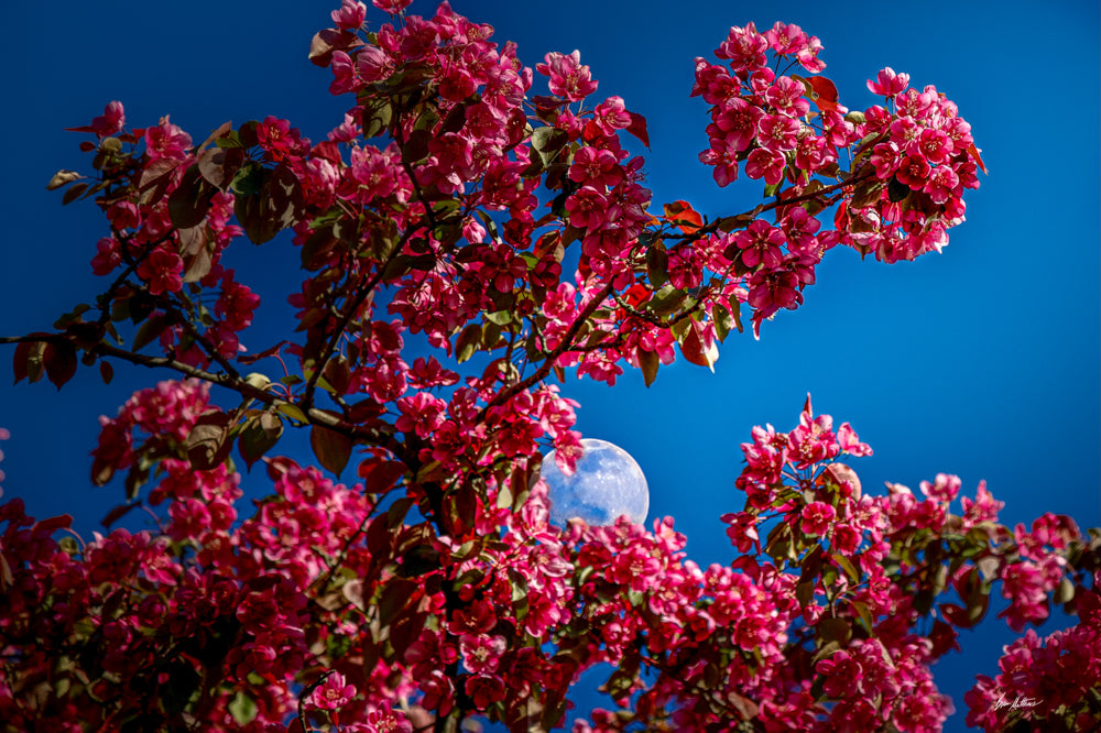 Crabapple Moon