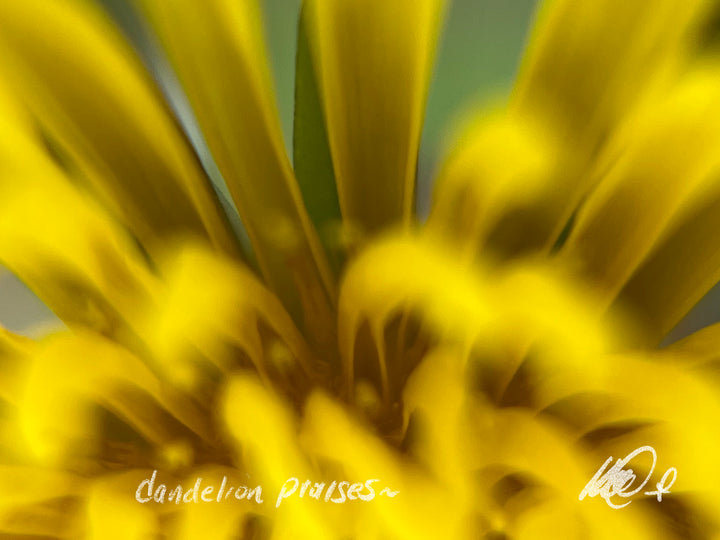 Dandelion Praises
