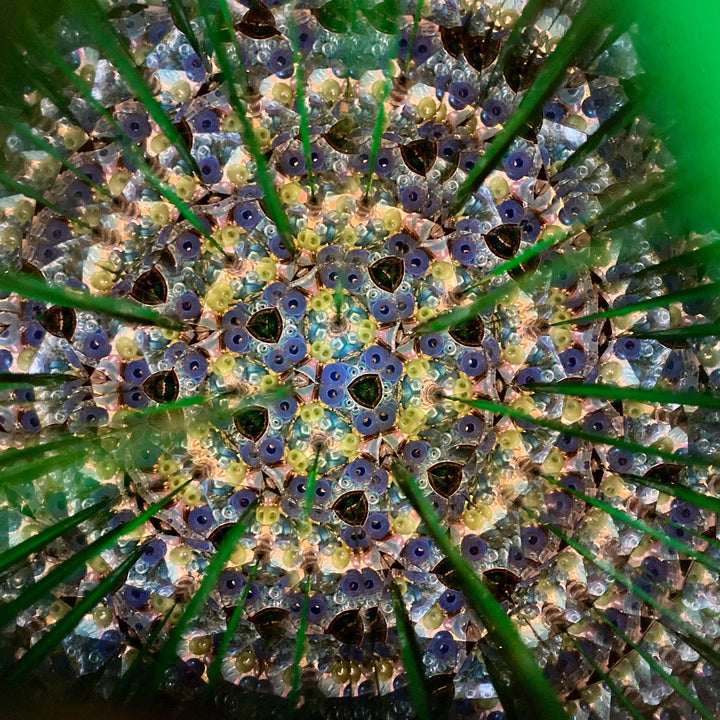 Disk Kaleidoscope Dragonfly