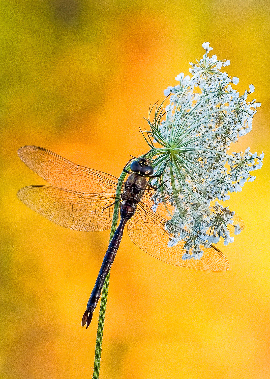Dragonfly on Queen Anne's Lace