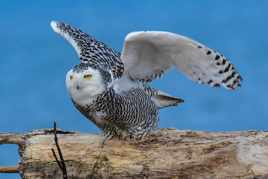 Ready to Fly Snowy Owl