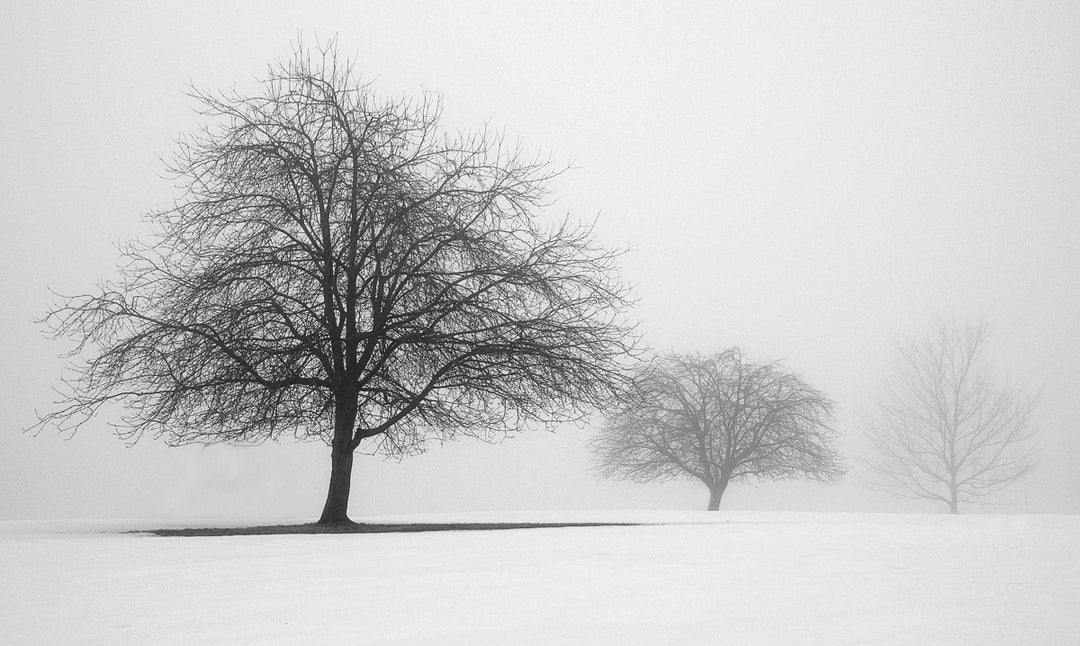 Foggy Winter Morn