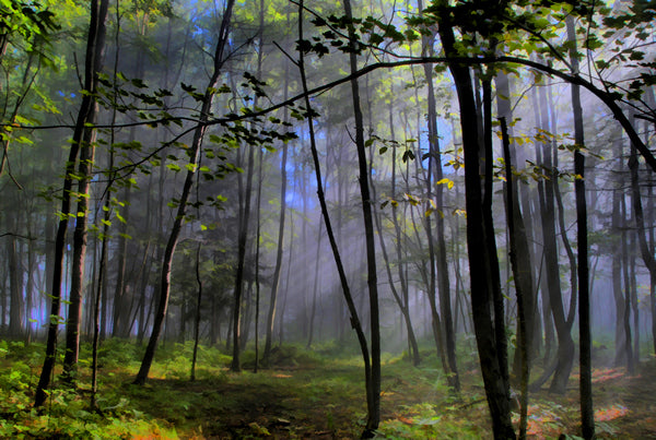 The Lifting Fog